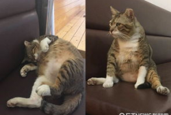 胖猫谭竹事件爆料吃瓜,揭秘娱乐圈背后的惊人真相